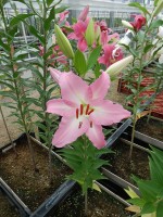 [4529 VH05 No01.JPG]